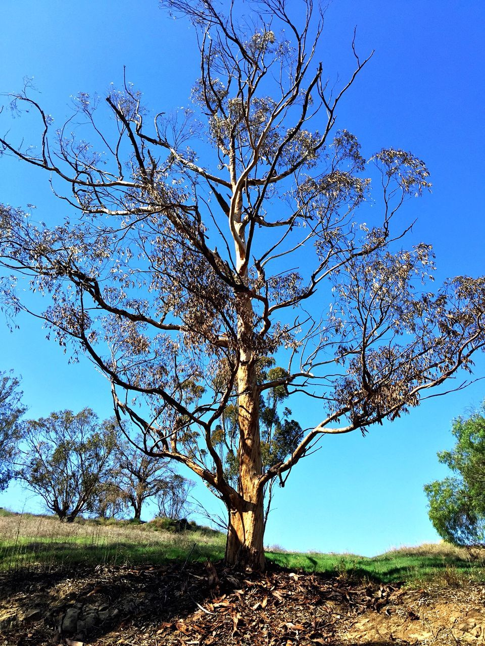 clear sky, tree, blue, branch, bare tree, tranquility, nature, field, tranquil scene, landscape, growth, sky, beauty in nature, scenics, sunlight, low angle view, tree trunk, day, grass, no people