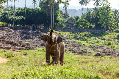 Elephant in a field