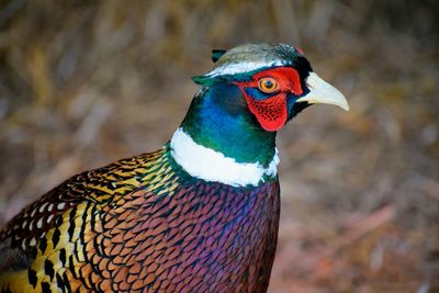 Close-up of a bird