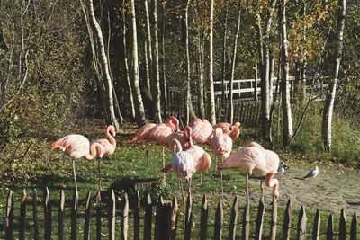 View of birds in the forest