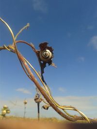 Low angle view of flower against blue sky