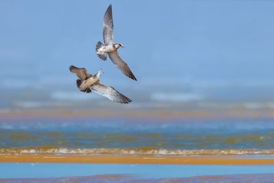 Seagulls flying over sea against sky