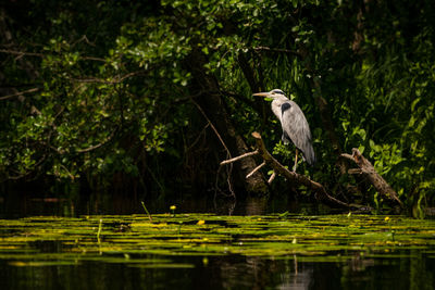 Gray heron perching on tree by lake in forest