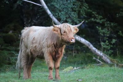 Cow standing in a field