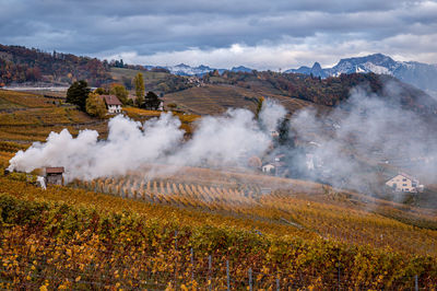 Plant  burning in fire. lavaux vineyard, mountain and lake geneva. unesco world heritage site.