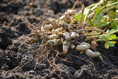 Close-up of rocks on field