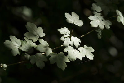 Close-up of flowers blooming outdoors