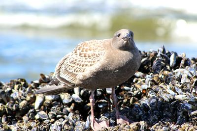 Close-up of sparrow on pebbles at beach