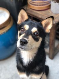 Close-up portrait of dog