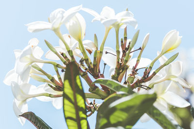 Close-up of white flowering plants against sky