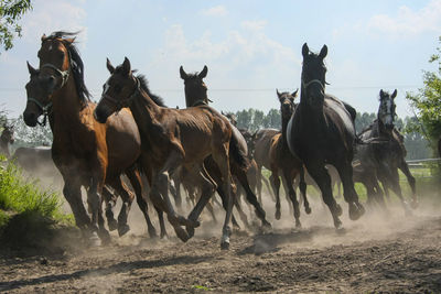 Horses on field against sky