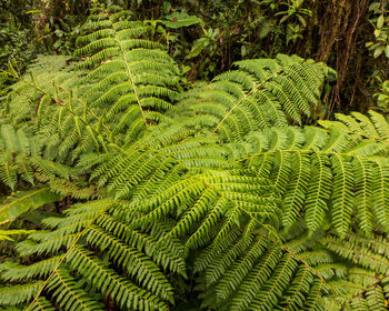 High angle view of fern leaves