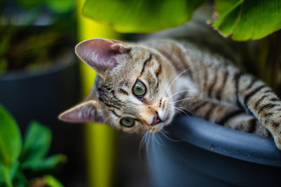 Close-up of a cat