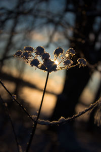 Close-up of plant against blurred background