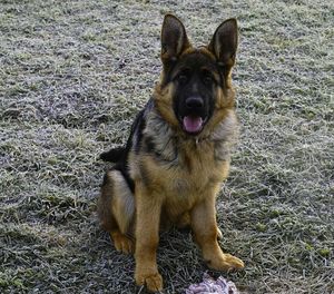 Portrait of a dog