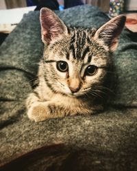 Close-up portrait of tabby cat