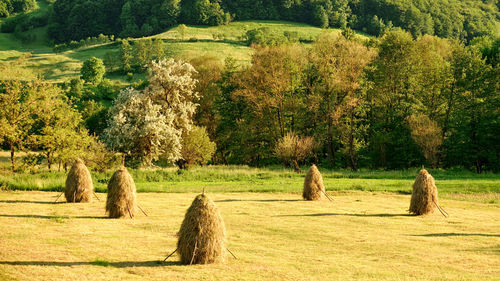 Hay bales on field against trees