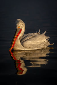 Close-up of pelican on lake