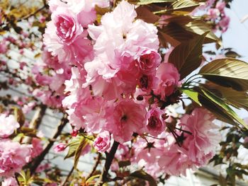 Close-up of pink cherry blossom