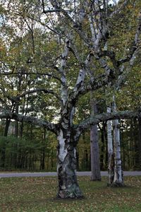 Trees in park