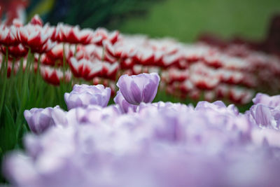 Close-up of pink flowering plant on field