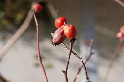 Close-up of berries on plant