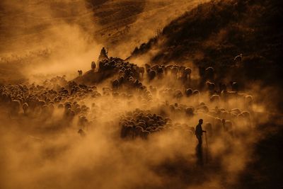 Silhouette men and sheep on field during foggy weather