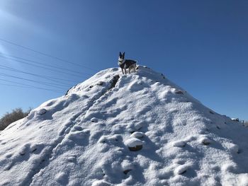 Low angle view of horse on snow against clear sky