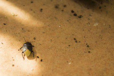 High angle view of housefly on sand