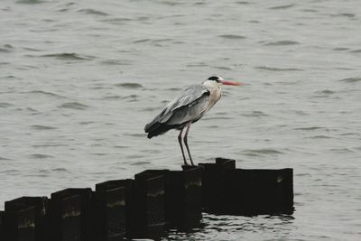 Bird perching on wooden post in sea