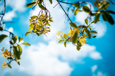 Low angle view of cherry blossoms against sky