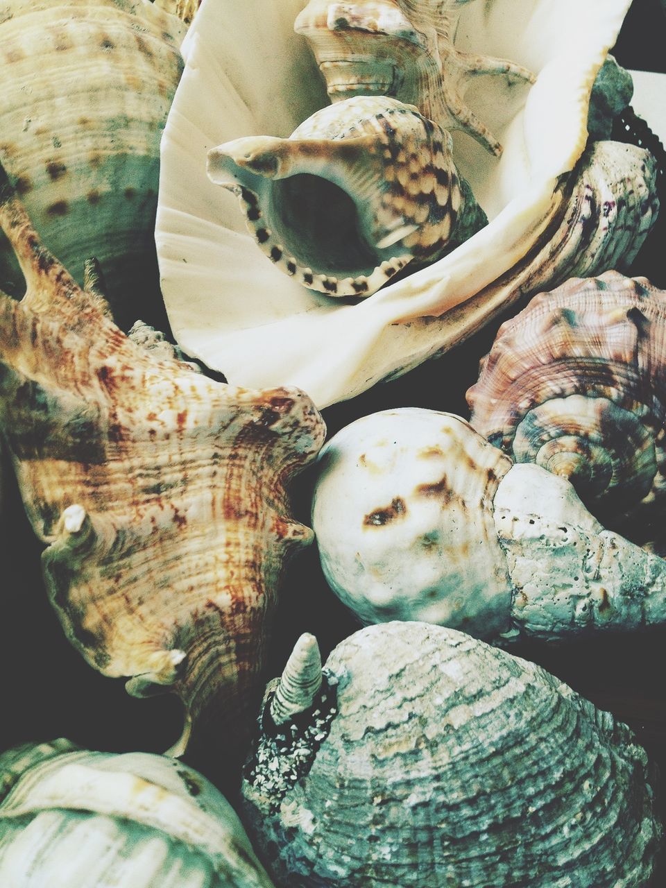 close-up, natural pattern, textured, nature, full frame, pattern, backgrounds, high angle view, beauty in nature, water, no people, outdoors, day, seashell, rock - object, detail, wood - material, animal shell, freshness, abundance