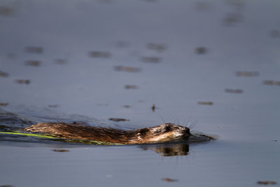 Muskrat swimming on the lake, crna mlaka