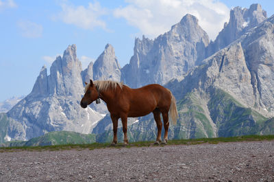 Horses on snowcapped mountain against sky