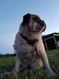 Close-up of dog sitting on field against clear sky