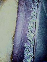 Close-up of plants in water