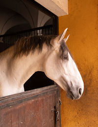 Close-up of horse standing on field