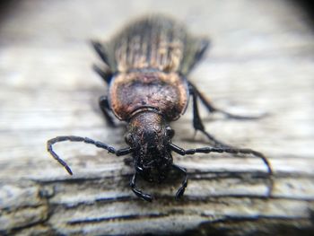 Close-up of spider