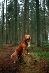 Brown nova scotia duck tolling retriever with his front paws stands on a stone in middle of forest.