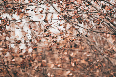 Autumn scene with brown branches on blurred fall leaves background