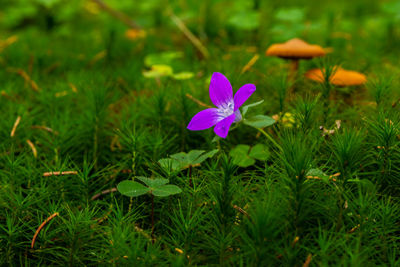 Close-up of purple flowering plant on field