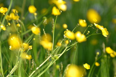 Close-up of yellow flowers blooming outdoors