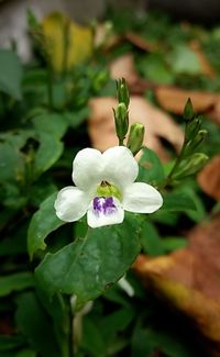 Close-up of white flower blooming outdoors