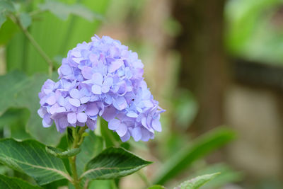 Close-up of purple hydrangea flowers in park