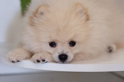 High angle portrait of a dog