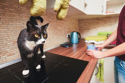 Midsection of man standing by cat on glass-ceramic stove top in kitchen