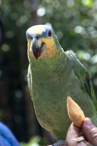 Almost pet parrot 