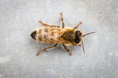 Close-up of bee