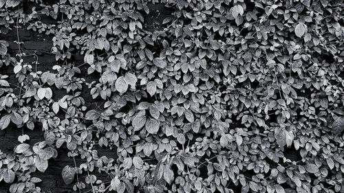 Full frame shot of ivy growing on land in black and white tone