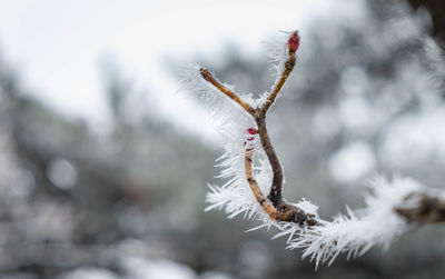 The macro photography of frost and ice plenty of the leaves during a winter freeze on the pine tree